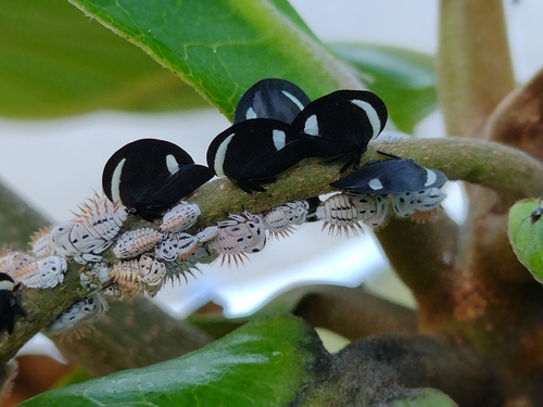 Membracis luizae