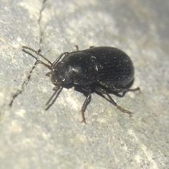 Tenebrionidae