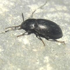 Tenebrionidae