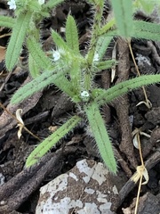 Johnstonella micromeres