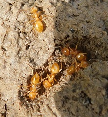 Lasius aphidicola