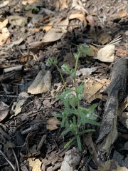 Johnstonella micromeres