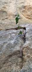 Teedia pubescens