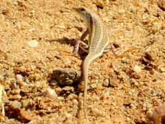 Trachylepis acutilabris