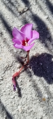 Oxalis stokoei