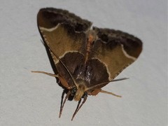 Pyralis farinalis