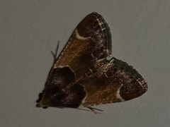 Pyralis farinalis