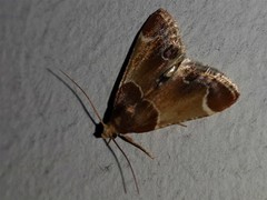 Pyralis farinalis