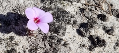 Oxalis stokoei