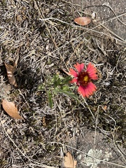 Gaillardia amblyodon