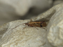 Limnephilus binotatus