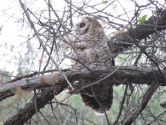 Strix occidentalis lucida