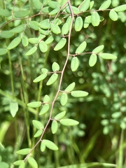 Pellaea andromedifolia