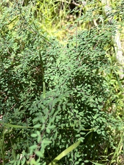 Pellaea andromedifolia