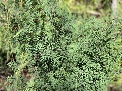 Pellaea andromedifolia