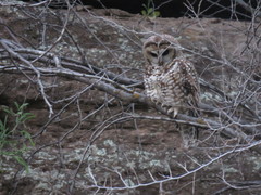Strix occidentalis lucida