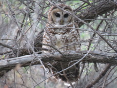 Strix occidentalis lucida