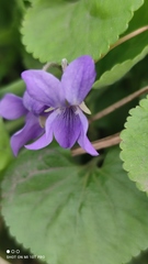 Viola odorata