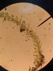 Cephaloziellaceae