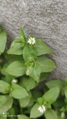 Stellaria media