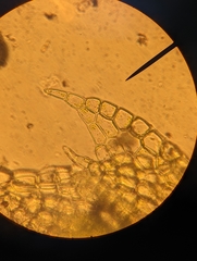Cephaloziellaceae