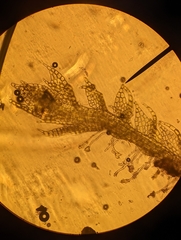 Cephaloziellaceae