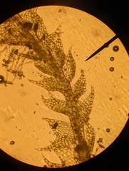 Cephaloziellaceae