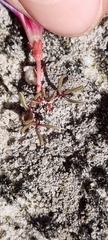 Oxalis stokoei