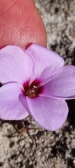 Oxalis stokoei