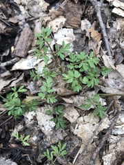 Erigenia bulbosa