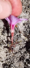 Oxalis stokoei
