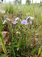 Viola lactea
