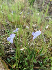 Viola lactea