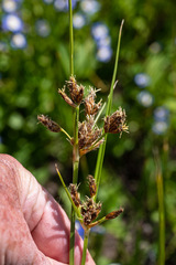 Bolboschoenus maritimus paludosus
