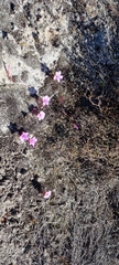 Oxalis stokoei