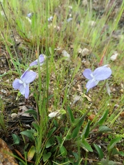 Viola lactea