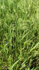 Bromus tectorum