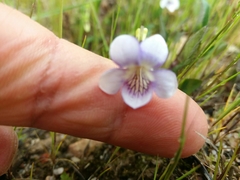 Viola lactea
