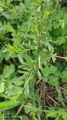 Lycium barbarum