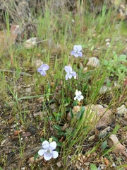 Viola lactea