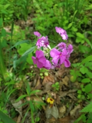 Phlox glaberrima