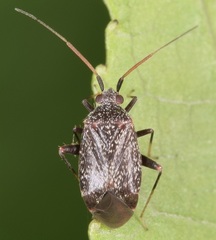 Texocoris nigrellus