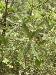 Quercus canbyi