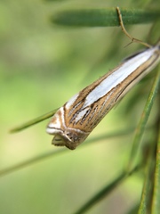 Crambus pascuella