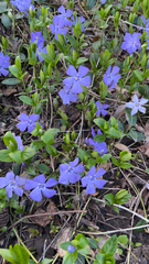 Vinca minor