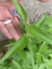 Salvia farinacea