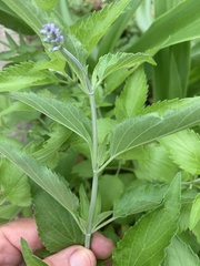 Salvia farinacea