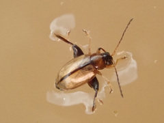 Longitarsus melanocephalus