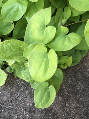 Angiospermae