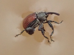 Anthonomus phyllocola